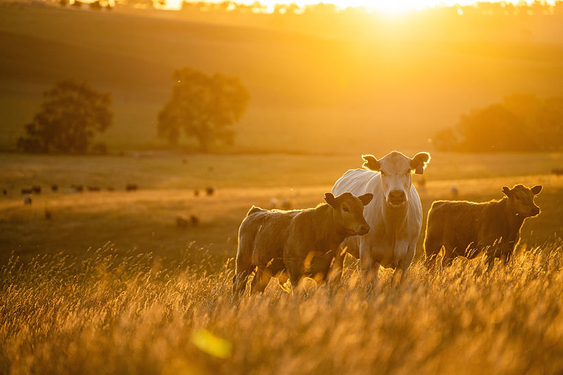 beautiful cattle in Australia eating grass, grazing on pasture. Herd of cows free range b