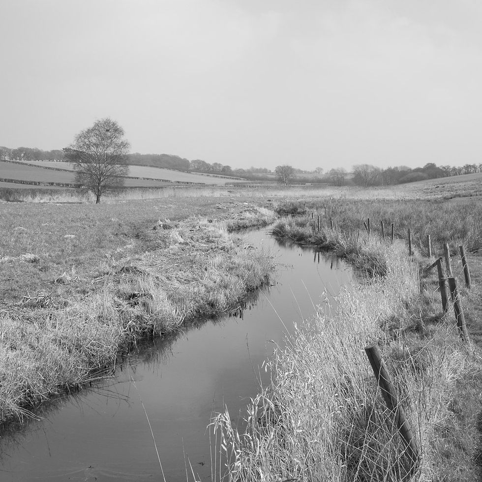 Olympus out-of-camera monotone rendering