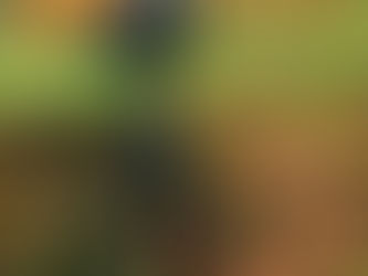 Nikon d610 first impressions