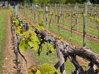 Wine Blog, Vineyard, Winery, Knox Vineyards, Soil Health, Cover Crops, Wine Awards