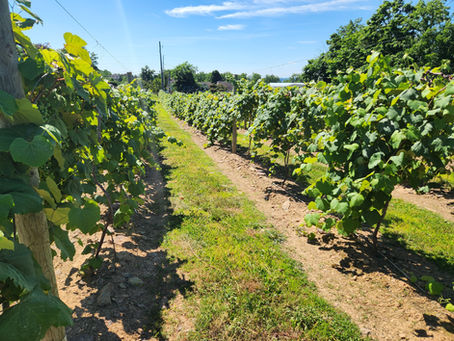 The vines are happy and have fantastic looking grape clusters.