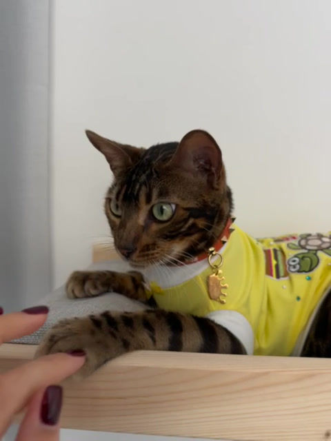 תמונה ממוזערת: קיר טיפוס ובתים לחתולים