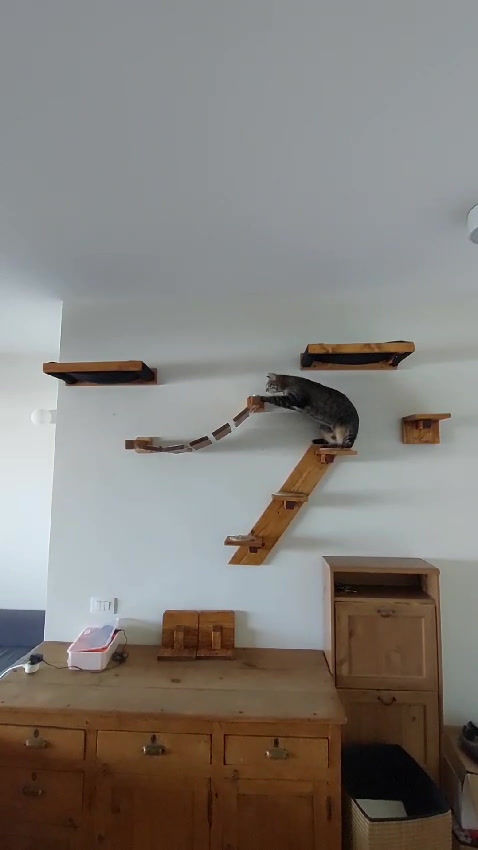 תמונה ממוזערת: קיר טיפוס ובתים לחתולים