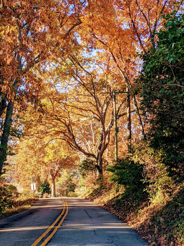 Fall Colors 4 copy.jpg