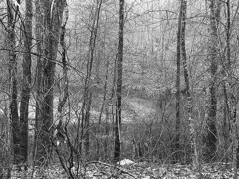 Fog in the Woods copy.jpg