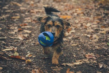 Séance photo canine en extérieur