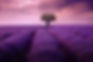 lavender-4222480_1920.jpg