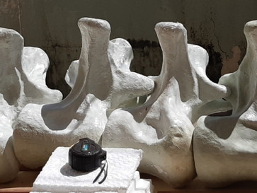 Museu de História Natural receberá dinossauro do tamanho de dois ônibus; Veja fotos