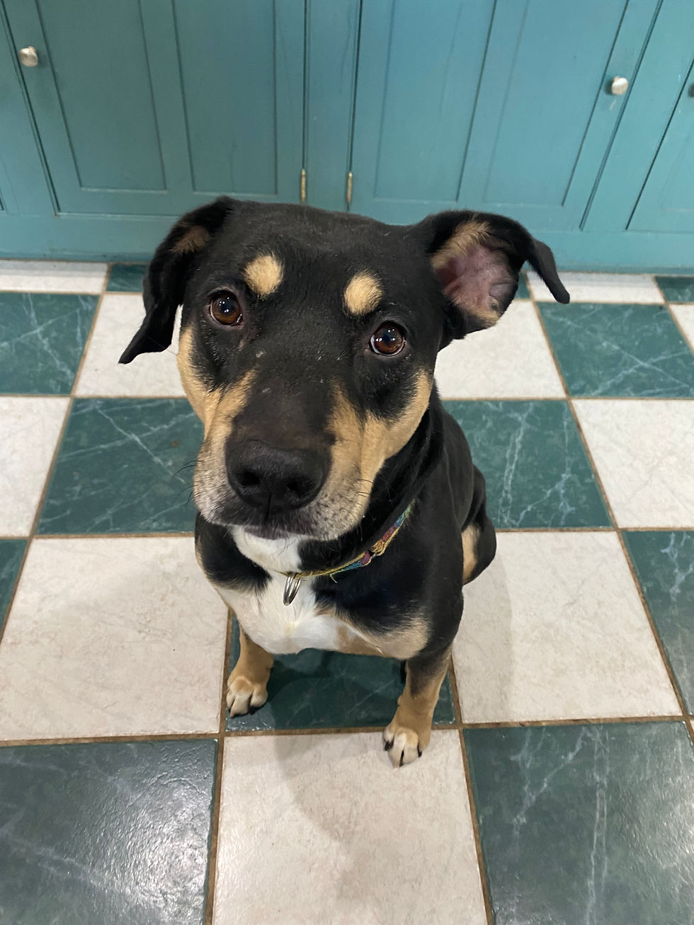 Rocco - 4 Year old mix