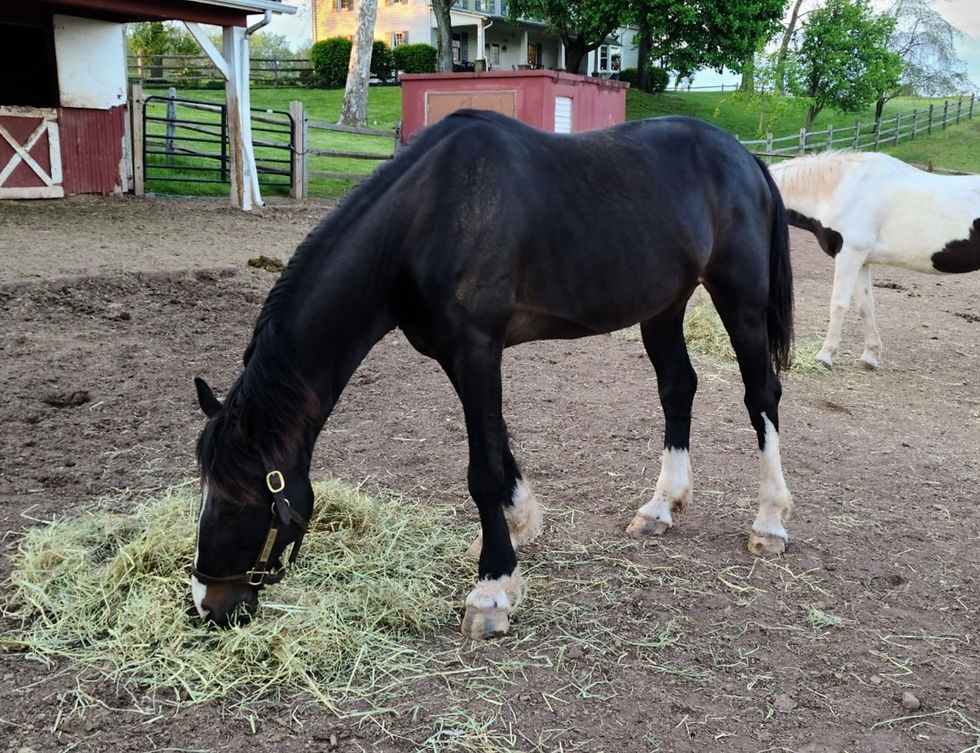 Miles 18 YO Dutch