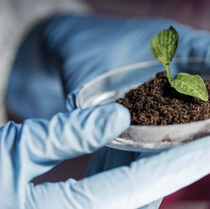 Pemanfaatan Teknologi Bioteknologi dalam Pertanian
