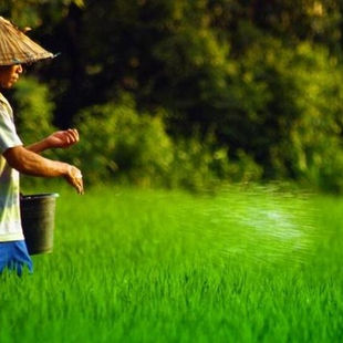 Perbedaan Pertanian Konvensional dan Pertanian Organik