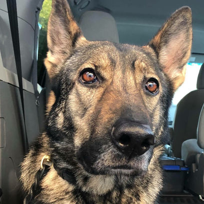 Sable German Shepherd Dog, Anja