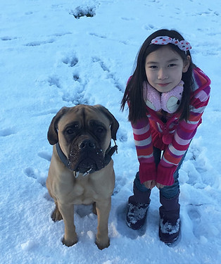 My daughter playing with a bullmastiff in the snow