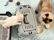 Introducing a cat to a 10 weeks old puppy