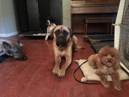 Out of control dogs