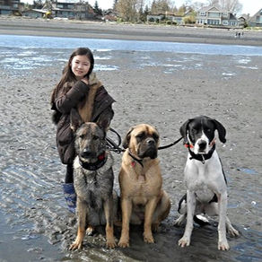 Three formerly aggressive dog being handled by my daughter