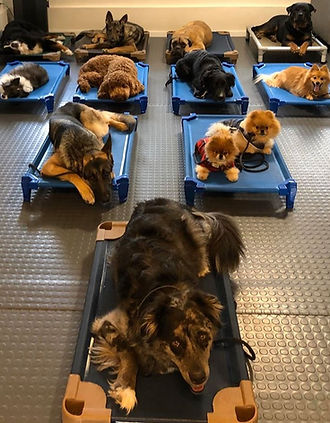 12 once reactive, aggressive, and anxious dogs calmly staying very close to each other without any reaction.