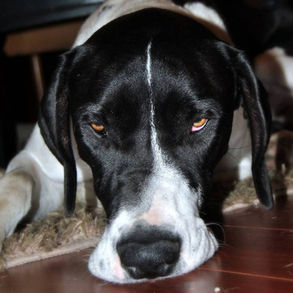 A friendly puppy became an aggressive dog. Why?