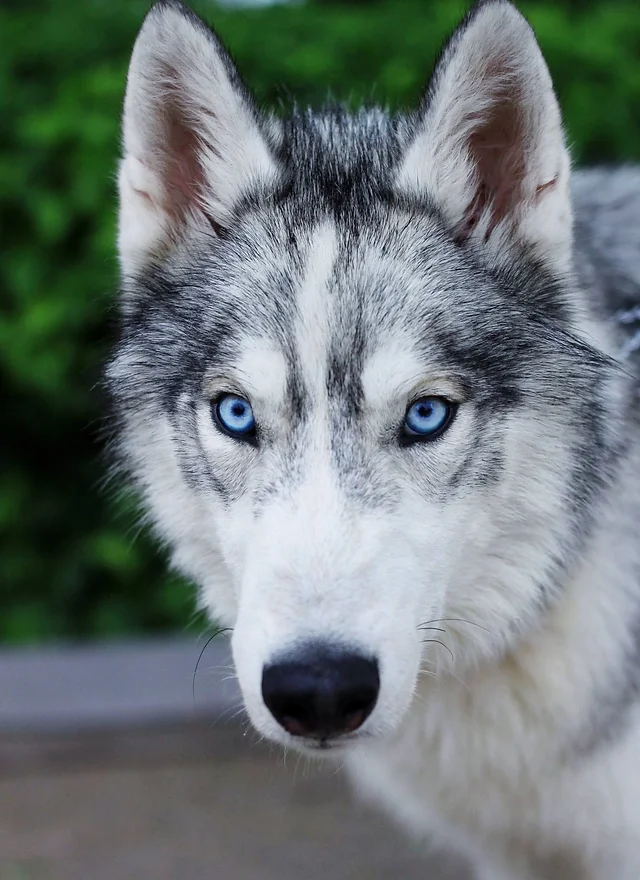 husky rescue centre near me