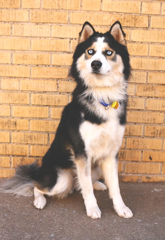 heartland husky rescue