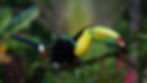 A Keel Billed Toucan