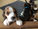 5½ uge: Fra muldvarpe til hunde