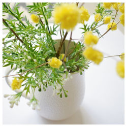 Mimosa en pompons