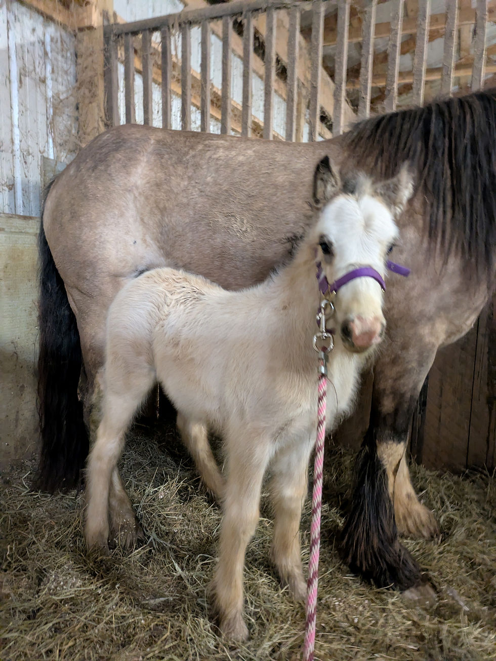 tulip halter.jpg