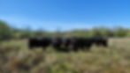 The Galloways enjoying some spring sunshine