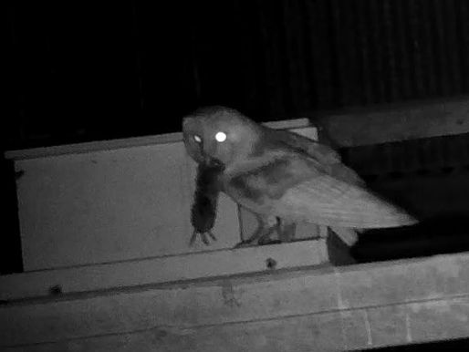 Four hungry beaks and no sign of Deliveroo