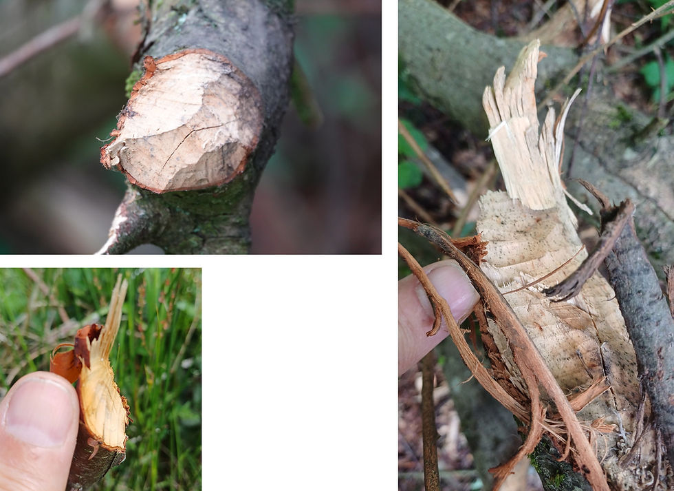 Lots of branches cut, on the diagonal with tell tale tooth gouges