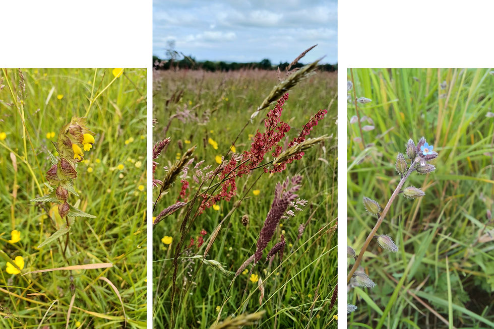Things are improving (L)Yellow Rattle (C) Yorkshire Fog (at least it's not Rye!), Sorrel, buttercups (R) Forget-me-not