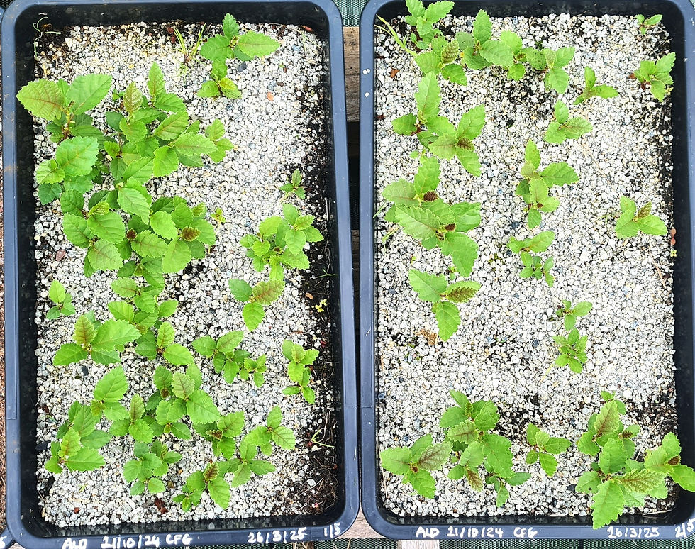 Common alder coming up in the seed trays (seed collected on 21/10/24, planted on 26/3/25, photo 13/8/25 ... these are seed trays 1 and 2 of 5)