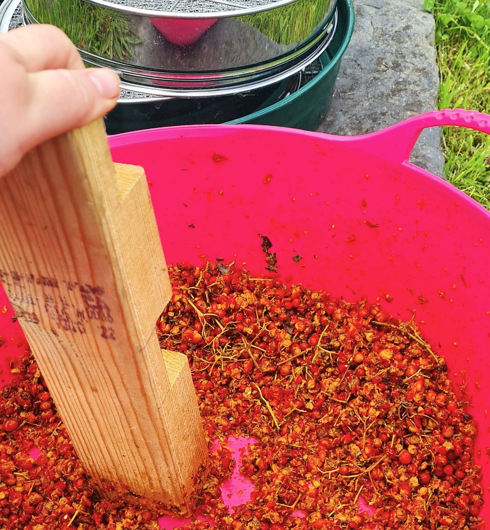 Jess processing rowan seed ... it is often necessary to extract and then dry the seed from berries