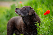 Schokolade-Labrador-Hündin Holly