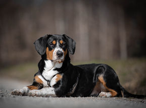 Entlebucher-Model