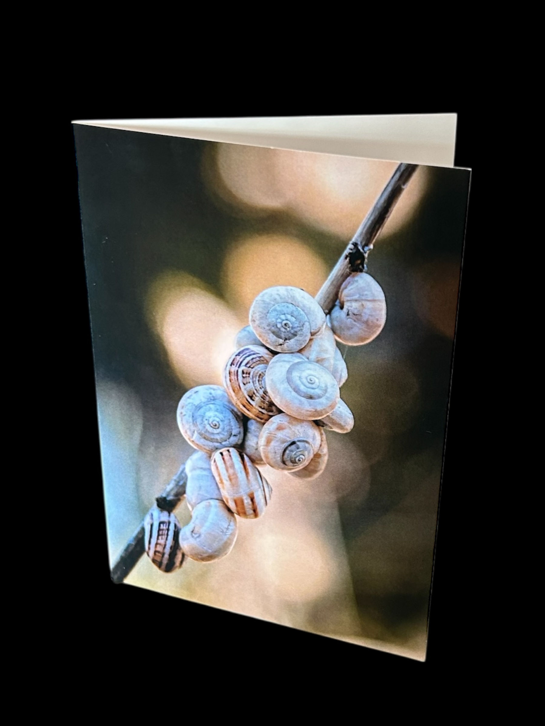 Heideschnecke, Faltkarte 10,5 x 14,8 mm