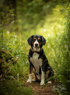 Entlebucher Sennenhund im Märchenwald