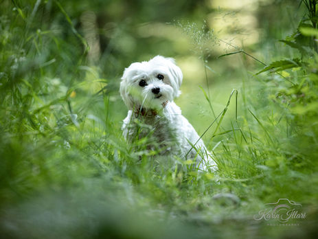 Malteserhündin im Wald