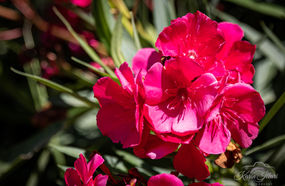 Camargue 2023-2765.jpg