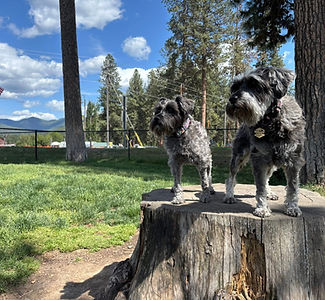 Arizona Dog Rescue Donate | PAWS Pound Animals  Worth Saving