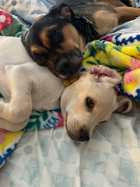 Animal Rescue Shelters Arizona | PAWS Pound Animals Worth Saving