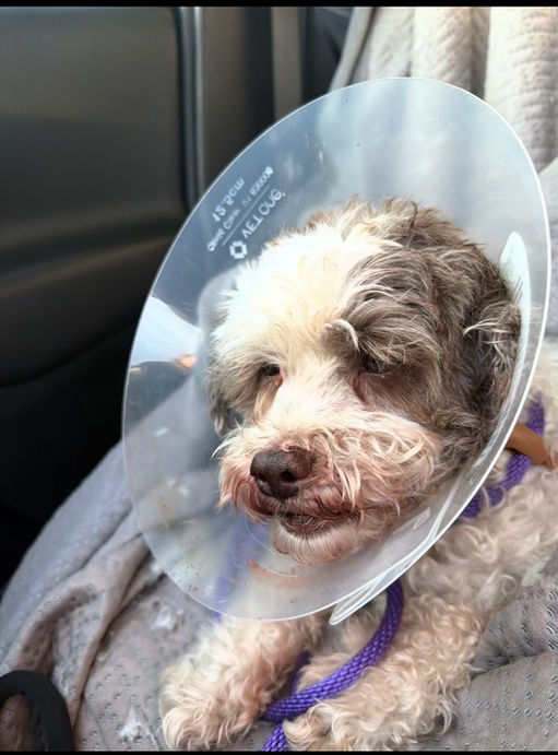 Adopt Dog Rescue in AZ