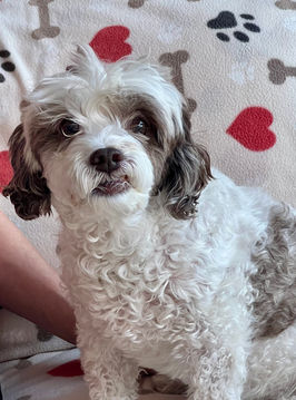 Arizona Dog Rescue Group in Mesa