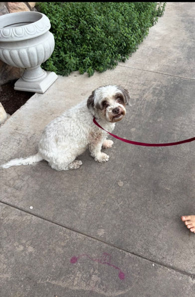 Arizona Dog Rescue Group in Tempe Adoption