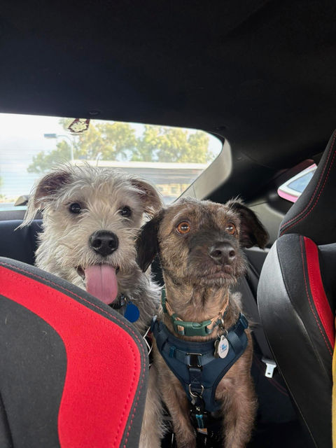 Paws Pound Animals worth saving | Mesa AZ dog rescue shelter