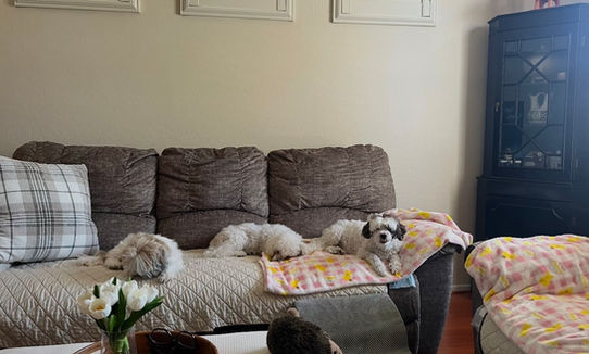 AZ Dog Rescue Group in Phoenix Adoption