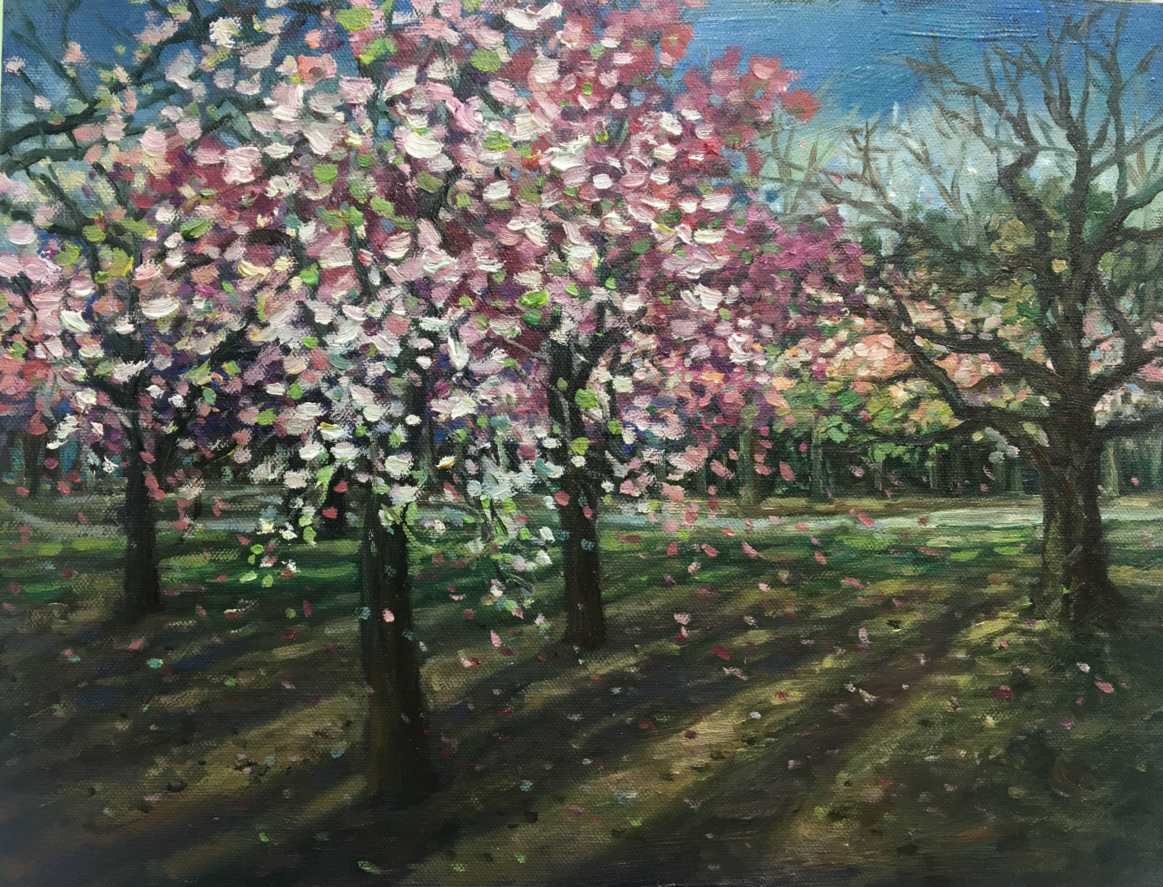 繁花盛開 Cherry Blossom