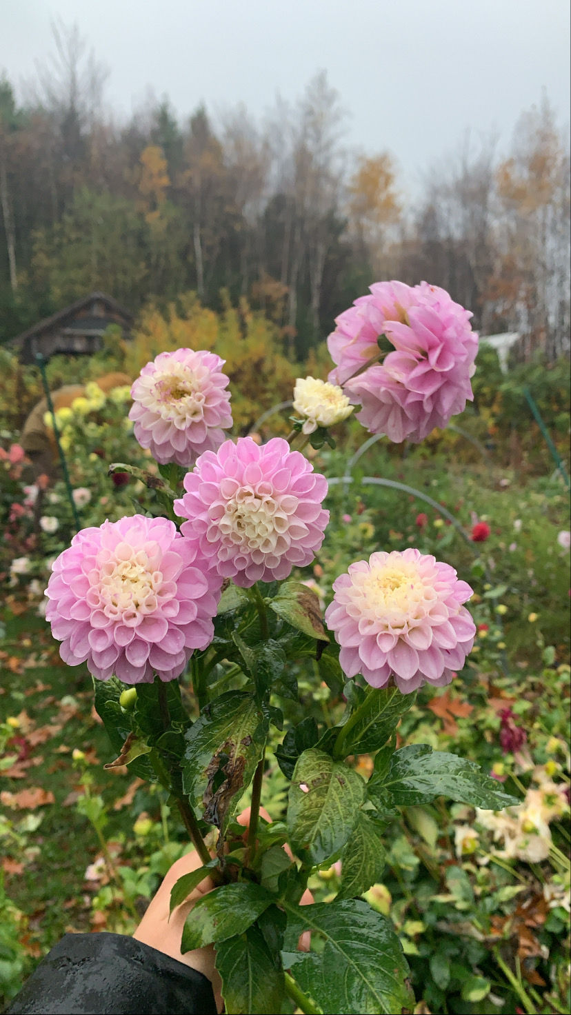 Thumbnail: 2021 Fall 4 Week Fall Dahlia Bouquet Subscription